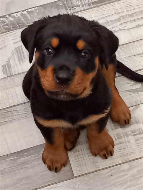 rottweiler for sale|More.